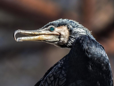 В чём виновата птичка, или Страсти по баклану